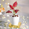 Gift Blooming Prosperity