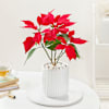 Gift Blooming Red Poinsettia And Ceramic Pot