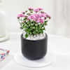 Gift Blossoming Chrysanthemum And Midnight Clay Pot