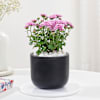 Blossoming Chrysanthemum And Midnight Clay Pot Online