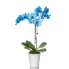 Gift Blue Orchids