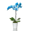 Blue Orchids Online