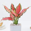 Gift Blush Beauty Aglaonema In Marble Blossom Pot