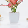 Buy Blush Beauty Aglaonema In Marble Blossom Pot