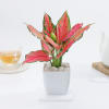 Shop Blush Beauty Aglaonema In Marble Blossom Pot