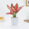 Blush Beauty Aglaonema In Marble Blossom Pot Online