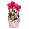 Blushing Pink Amaryllis Bulb Garden Online