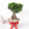 Bonsai Plant in Jute Wrapping with Planter Online