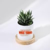 Buy Boss-some Haworthia Succulent With Personalized Planter
