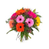 Bouquet of multicoloured Gerbera Daisies Online