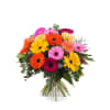 Bouquet of multicoloured Gerbera Daisies Online