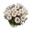 Bouquet of White Gerbera Daisies Online