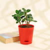 Gift Boxwood Buxus and Bamboo Palm Plants in Radiant Planters
