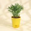 Buy Boxwood Buxus and Bamboo Palm Plants in Radiant Planters