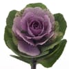 Brassica Crane Ruby Purple (per Stem) Online