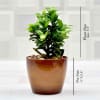 Gift Bright Airpurifying Ficus Katori Dwarf Plant (Mild Light/Moderate Water)