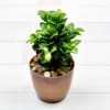 Bright Airpurifying Ficus Katori Dwarf Plant (Mild Light/Moderate Water) Online