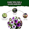 Shop Bright Blooms Petunia Grow Kit