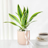 Buy Bright Dracaena Planter Gift