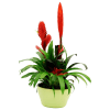 Bromelia Online