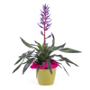 Bromelia Plant Online