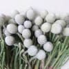 Brunia Laevis White (Bunch of 10) Online