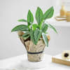 Buy Calathea Wishes