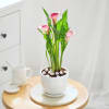 Gift Calla Lily Plant With Planter