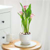 Calla Lily Plant With Planter Online