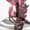 Buy Calvin Klein Euphoria Women's Perfume - 100 ML