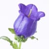 Campanula Bellflower Champion Lavender (Bunch of 10) Online