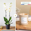Candide et bougie - Orchid and candle Online