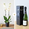 Candide et Champagne - Orchid and champagne Online