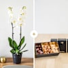 Candide et chocolats - Orchid and chocolates Online