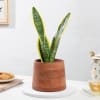 Gift Captivating Snake Superba Plant And Wooden Planter