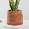 Buy Captivating Snake Superba Plant And Wooden Planter