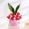 Buy Carnation and Snake Plant Combo