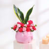 Carnation and Snake Plant Combo Online