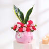 Gift Carnation and Snake Plant Combo for Mothers Day
