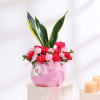 Buy Carnation and Snake Plant Combo for Mothers Day