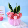 Shop Carnation and Snake Plant Combo for Mothers Day