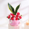Carnation and Snake Plant Combo for Mothers Day Online
