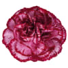 Carnation Bacarat Purple (Bunch of 20) Online