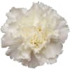Carnation Bridal White (Bunch of 20) Online