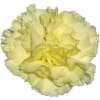 Carnation Buttermilk (Bunch of 20) Online