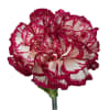 Carnation Kino White Crimson (Bunch of 20) Online