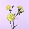 Carnation Spr. Ballentyne (Bunch of 20) Online