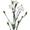 Carnation Spr. Bridal White (Bunch of 20) Online