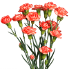 Carnation Spr. Guadaloupe Select (Bunch of 20) Online