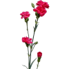 Carnation Spr. Hot Pink (Bunch of 20) Online
